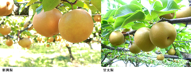 《期間限定》セレクションコースバイヤーおすすめ景品【鳥取県産梨食べ比べセット】第2弾(受付期間:2021年9月1日〜10月18日 )