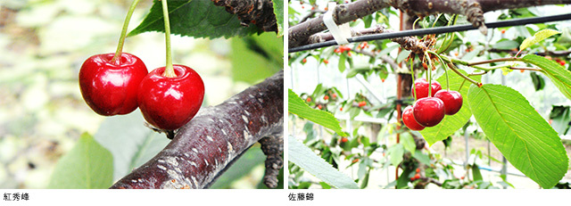《期間限定》セレクションコースおすすめ景品【山形県産さくらんぼ 佐藤錦・紅秀峰】(受付期間:2022年4月26日〜5月23日)