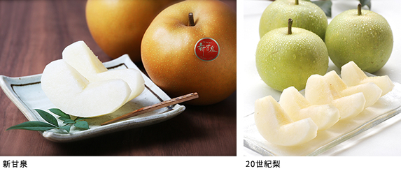 《期間限定》セレクションコースバイヤーおすすめ景品【鳥取県産梨食べ比べセット】第1弾 (受付期間:2022年8月5日〜8月31日)