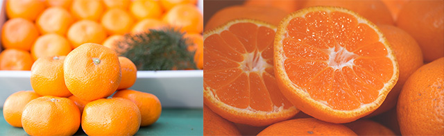 ≪期間限定≫セレクションコースおすすめ景品【有田みかん】