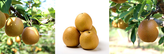 ≪期間限定・数量限定≫セレクションコースおすすめ景品【鳥取県産「王秋梨」】